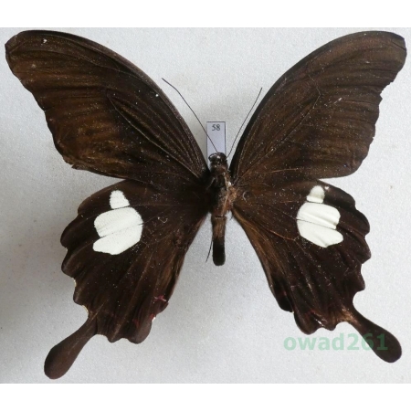 Papilio helenus Linnaeus, 1758 Malaysia 104mm58